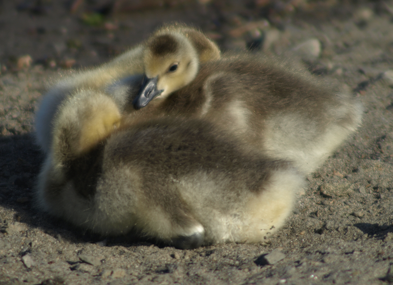 Canada Goose goslings