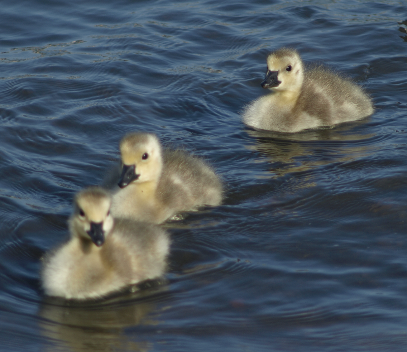 Canada Goose goslings