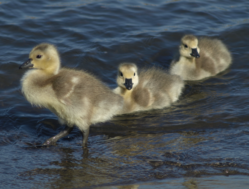 Canada Goose goslings