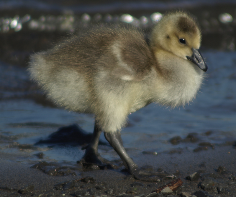 Carmen the Canada Goose gosling