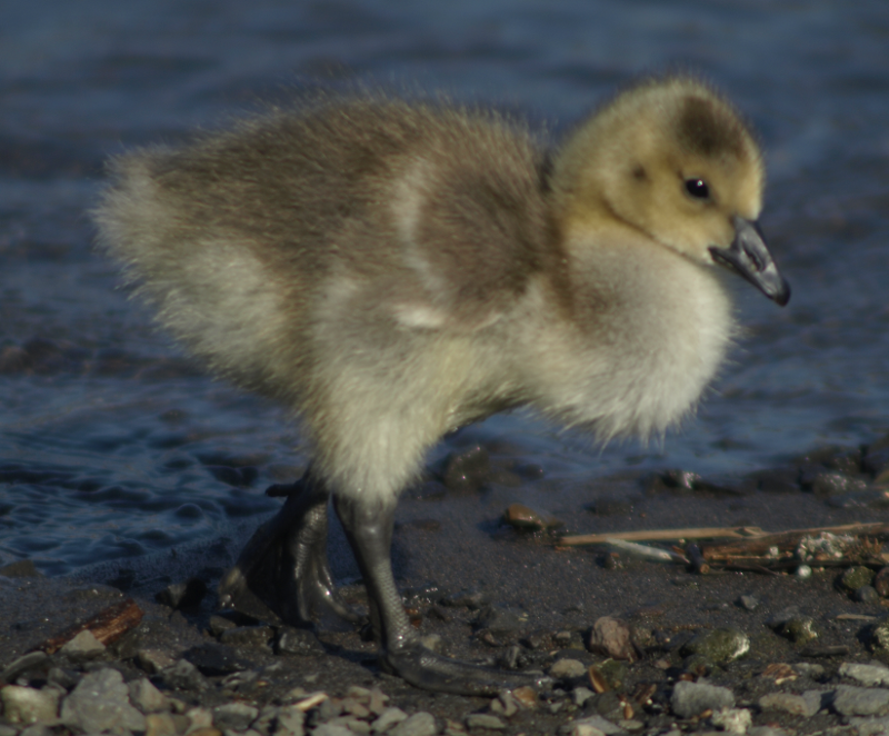 Carmen the Canada Goose gosling