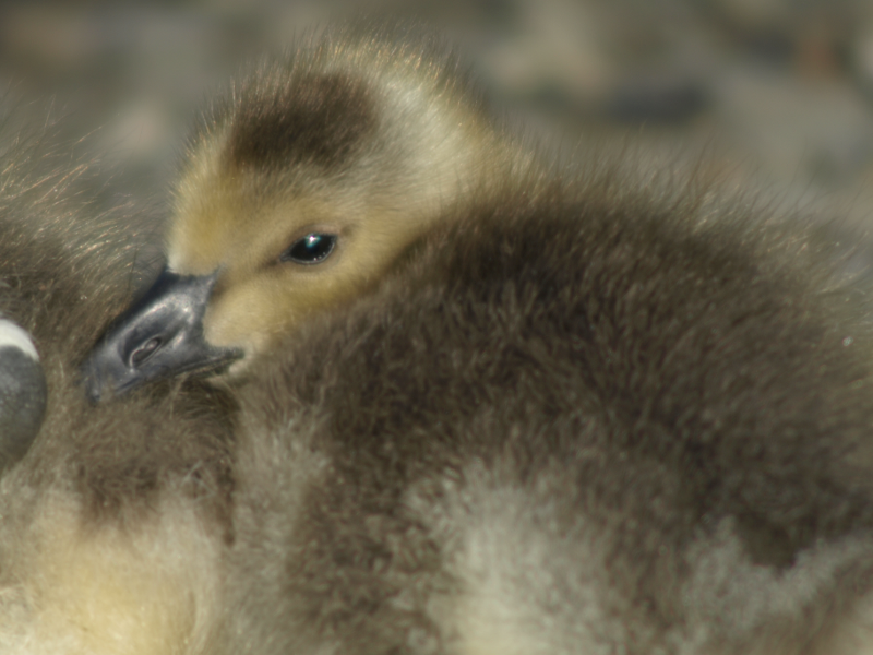 Carmen the Canada Goose gosling