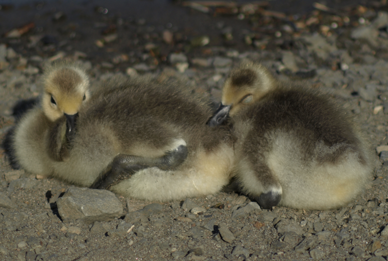 Carmen the Canada Goose gosling