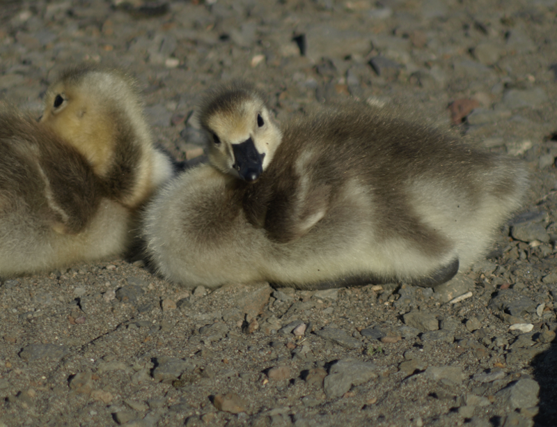 Carmen the Canada Goose gosling