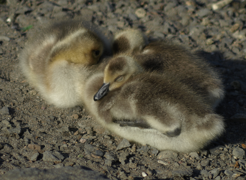Carmen the Canada Goose gosling