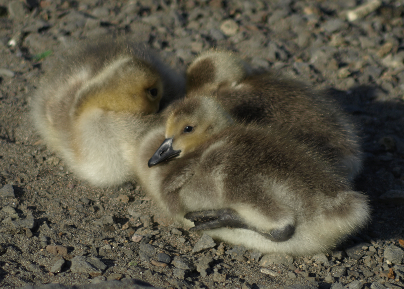 Carmen the Canada Goose gosling