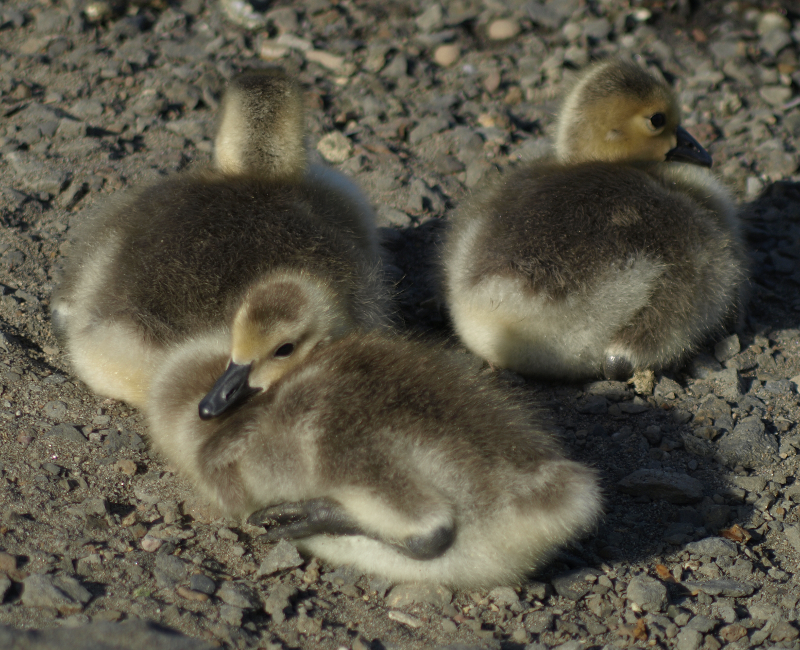 Carmen the Canada Goose gosling