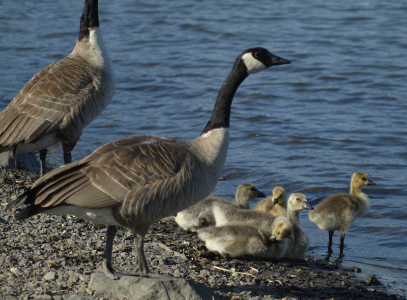 Canada Goose family with goslings