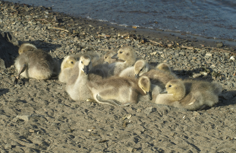 Canada Goose family with 9 goslings