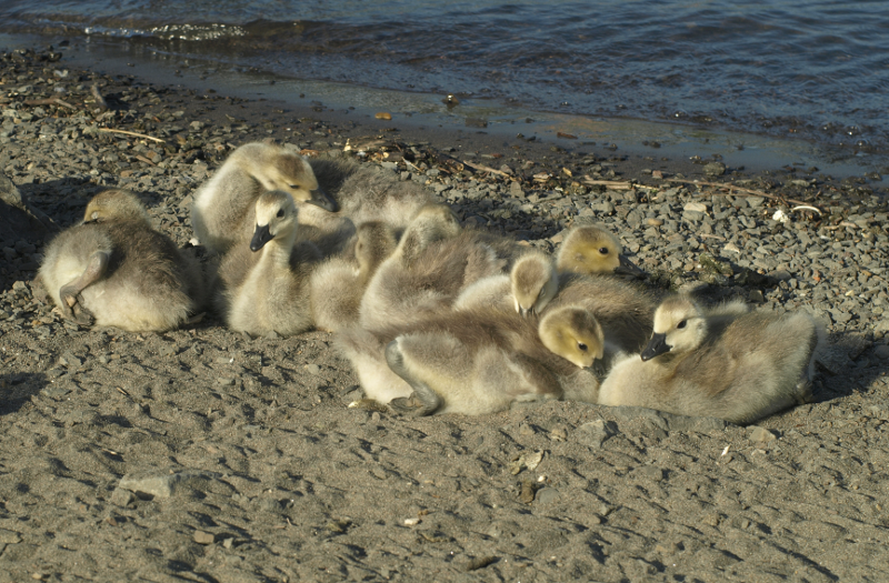 Canada Goose family with goslings