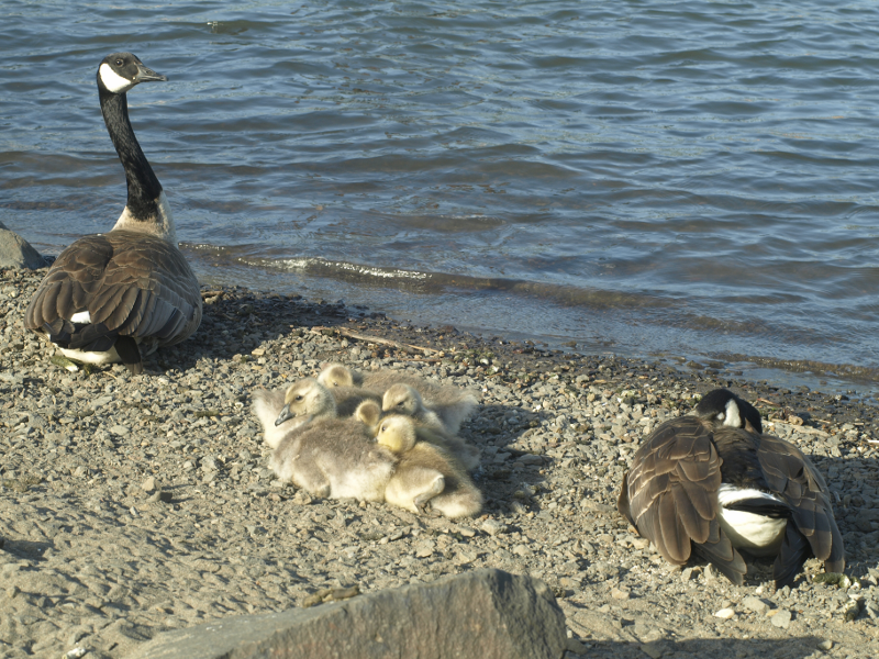 Canada Goose family with goslings