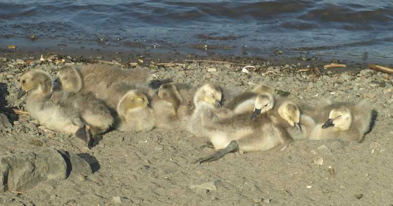 Canada Geese with goslings