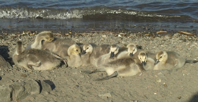 Canada Geese with goslings