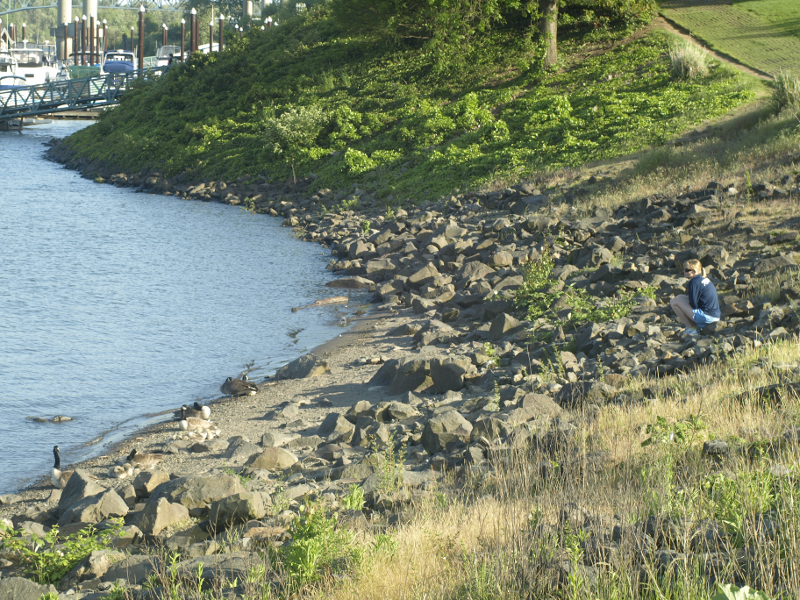 Beach scene with geese