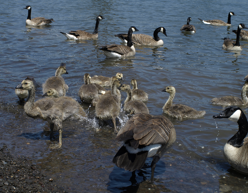 Canada Geese families