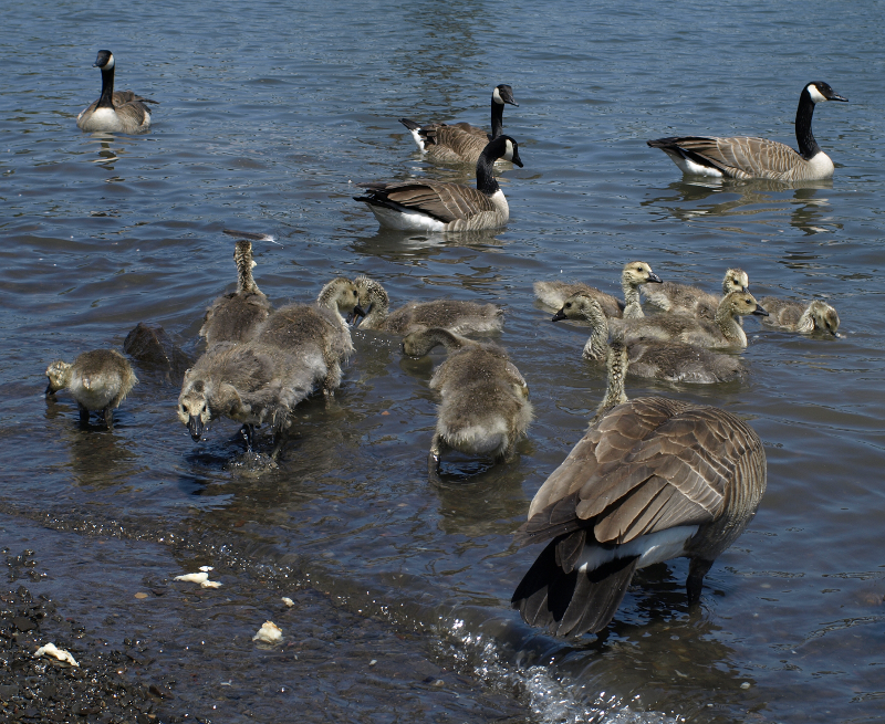 Canada Geese families