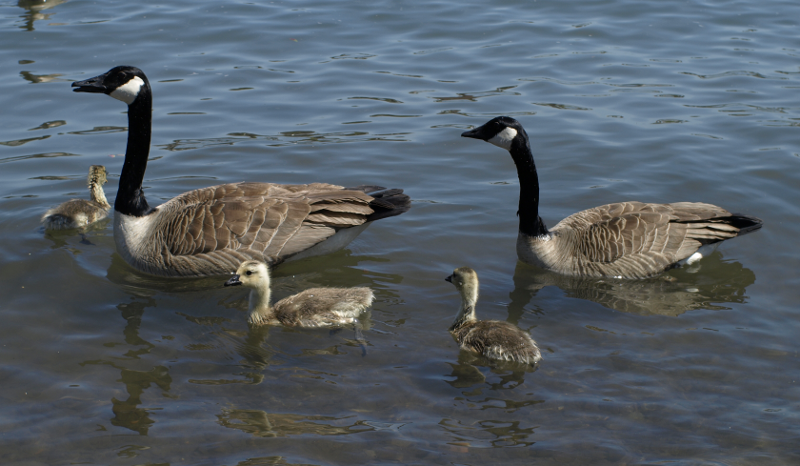 Carmen's Canada Geese family