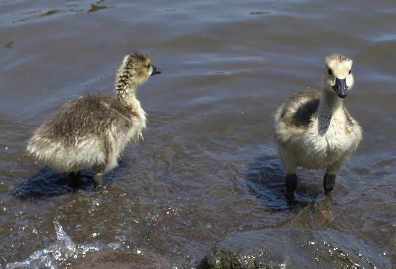 Canada Geese goslings