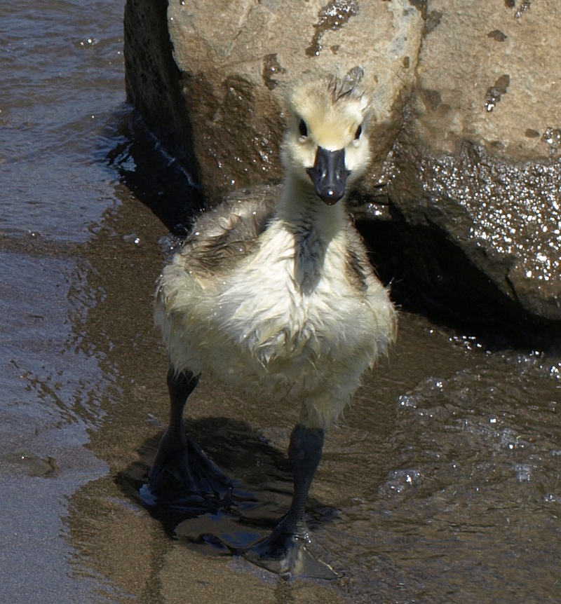 Canada Goose gosling, the light-colored one