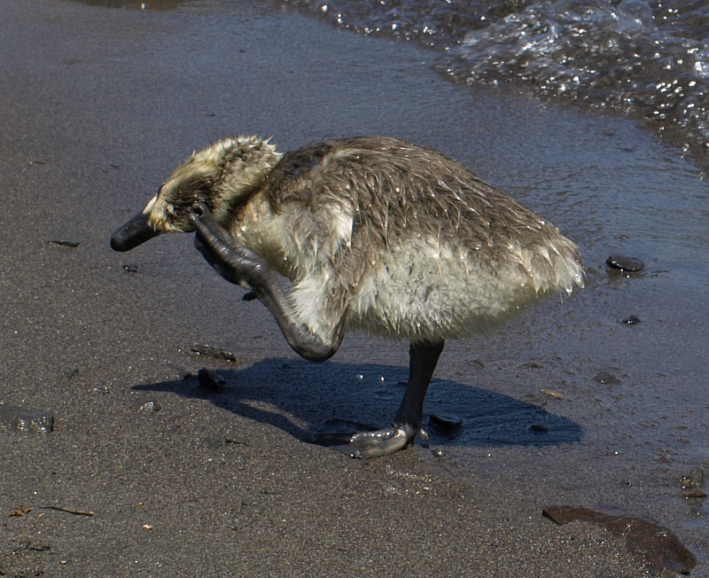 Carmen the Canada Goose gosling, scratching