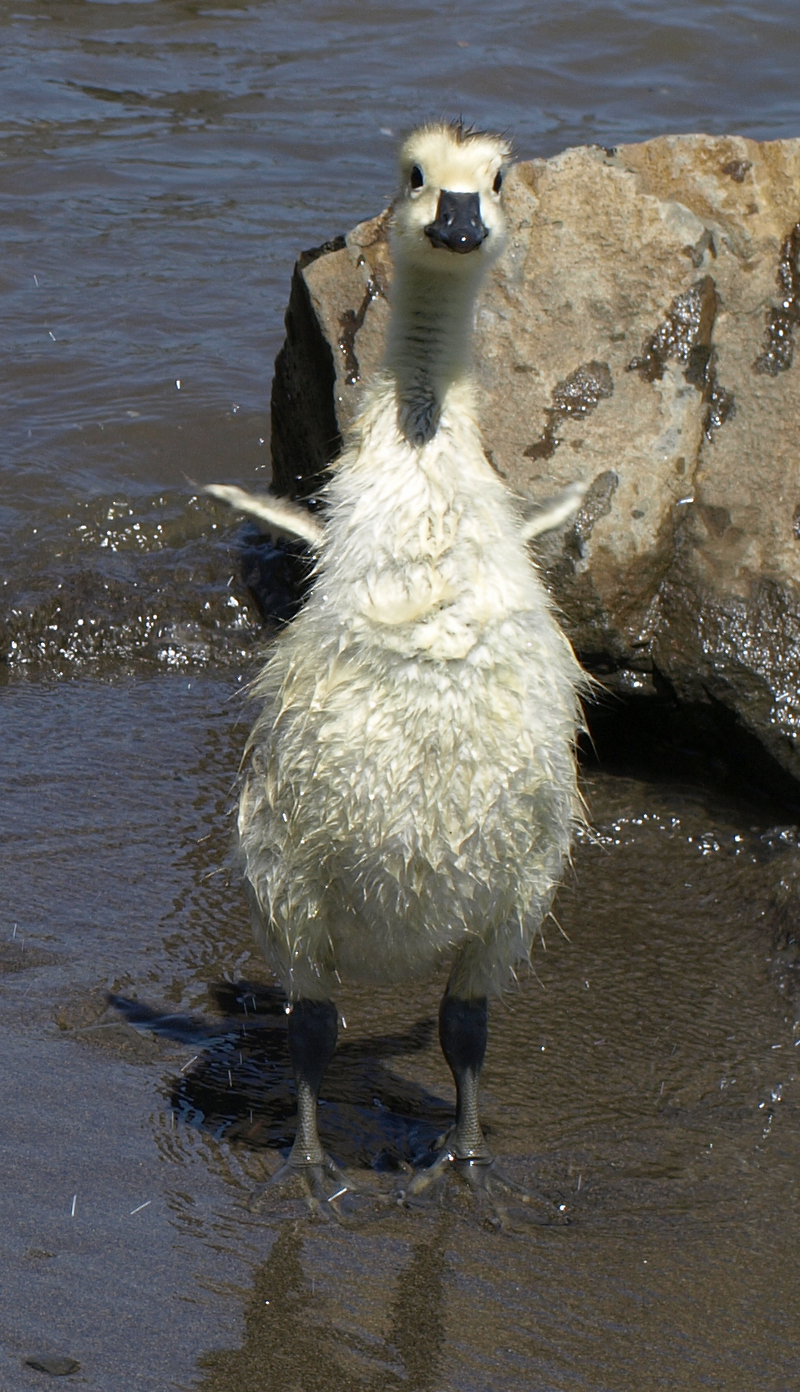 Canada Geese gosling, the light-colored one