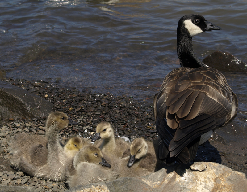 family of Canada Geese goslings
