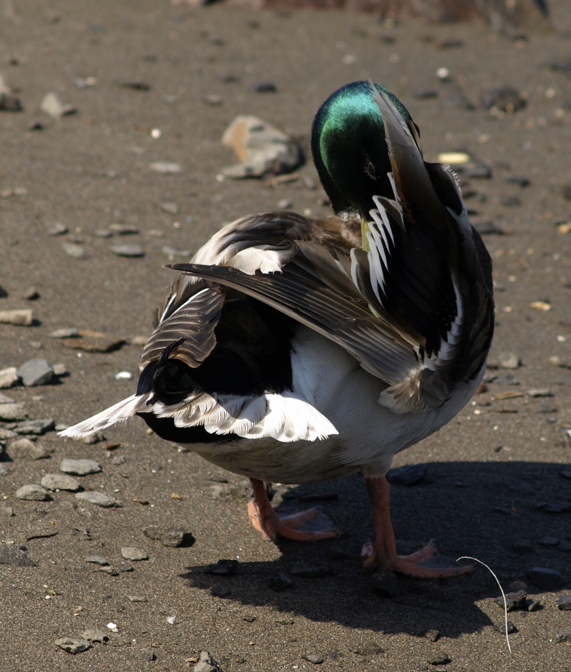 Mallard Drake