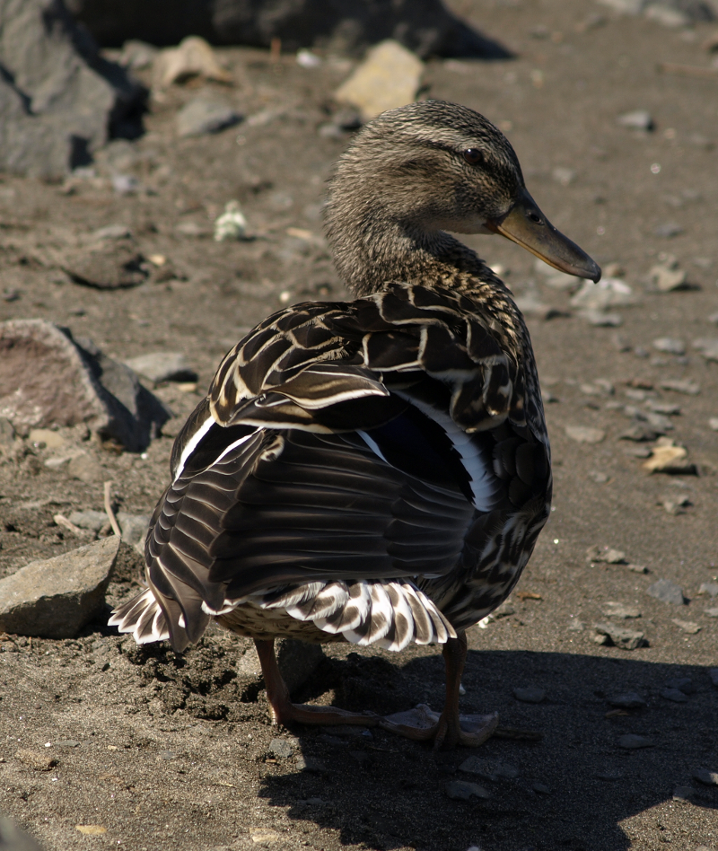 Mallard Duck