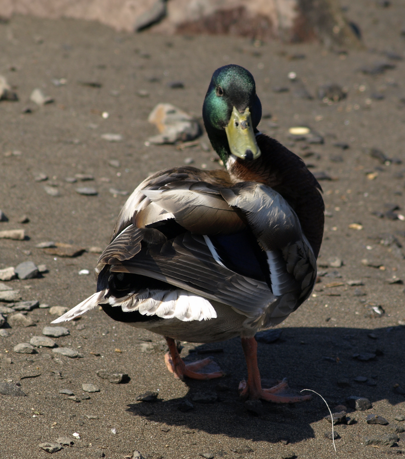 Mallard Drake