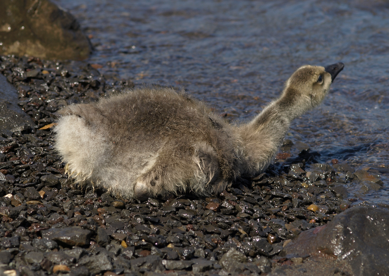 Canada Goose gosling