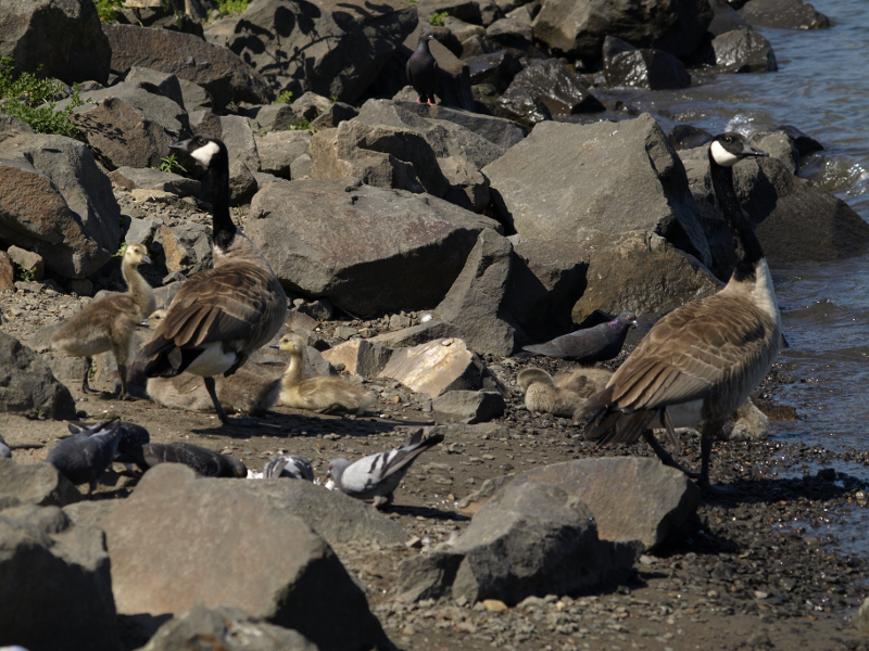 Canada Geese with goslings