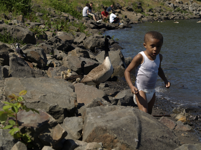 Human child with Canada Geese and goslings