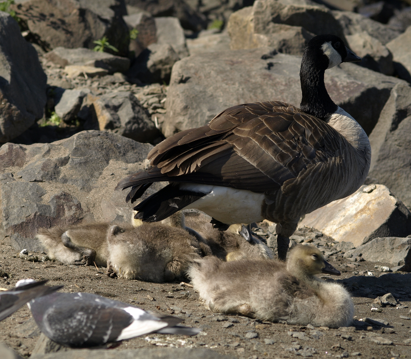 Canada Geese with goslings