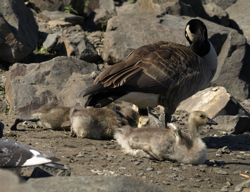 Canada Goose family with goslings