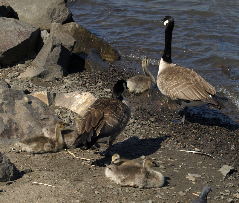 Canada Goose Family