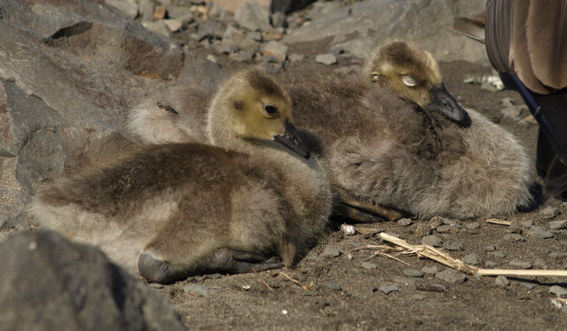 Canada Goose goslings