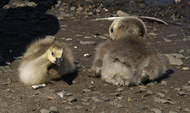 Canada Goose gosling