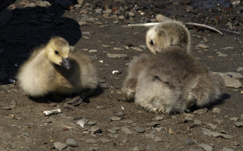 Canada Goose gosling