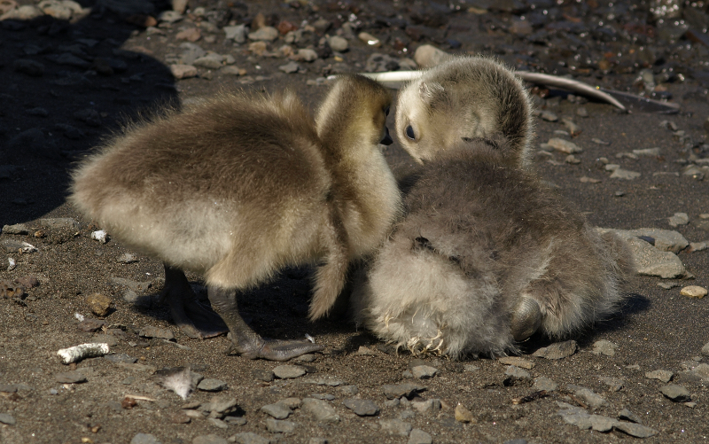 Canada Goose goslings