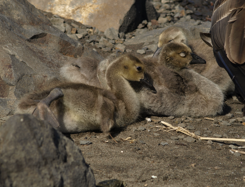 Canada Goose goslings