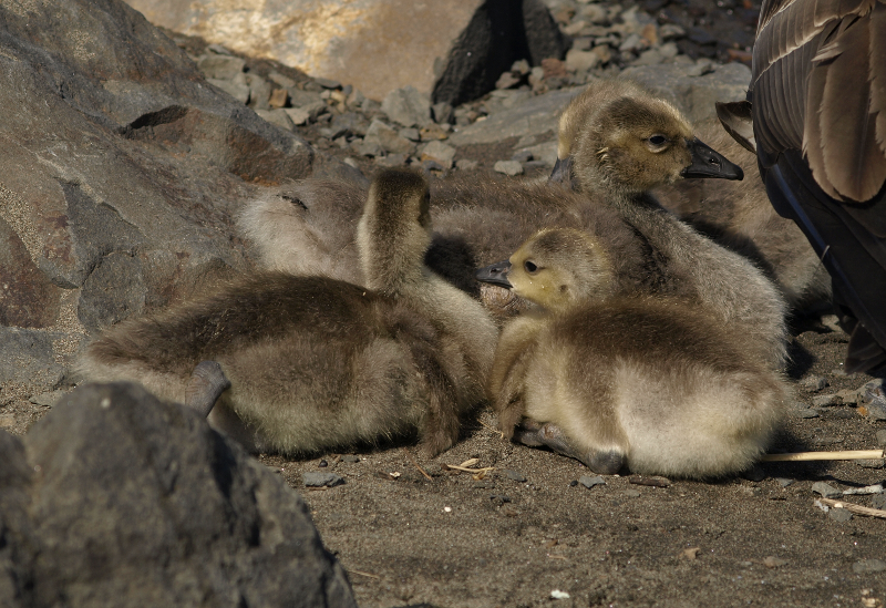 Canada Goose family with goslings