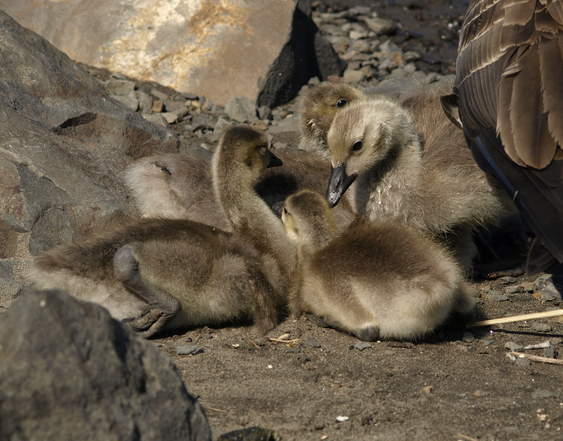 Canada Goose family with goslings