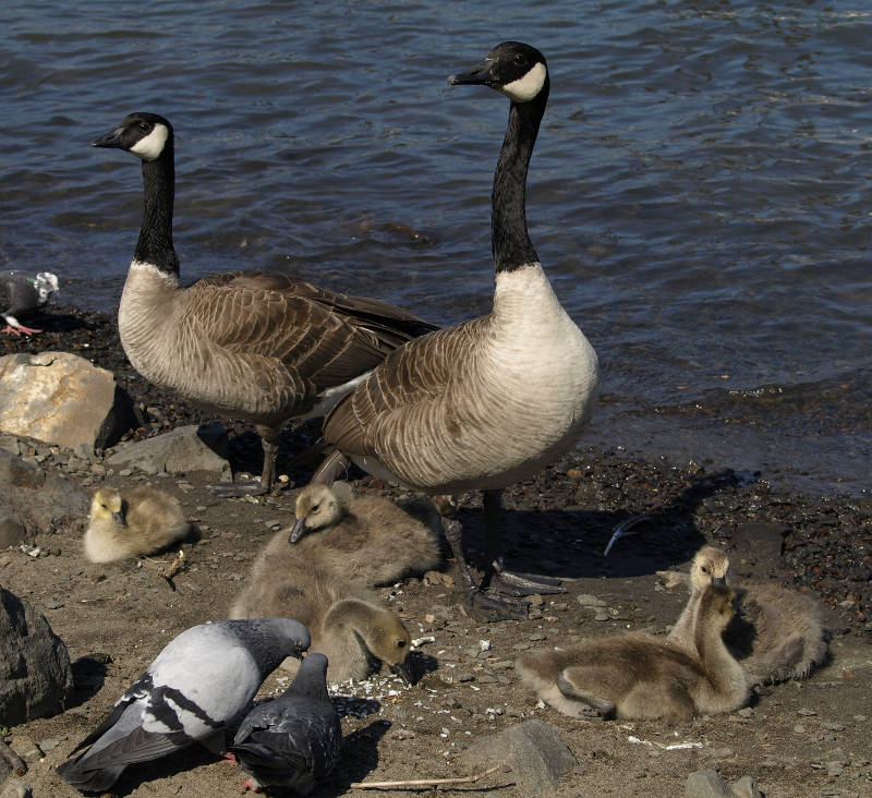 Canada Goose family with goslings