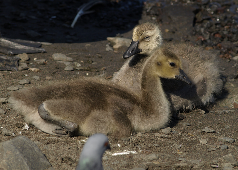 Canada Goose family with goslings