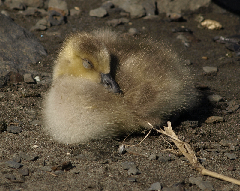 Canada Goose family with goslings