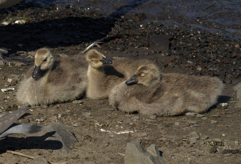 Canada Goose family with goslings