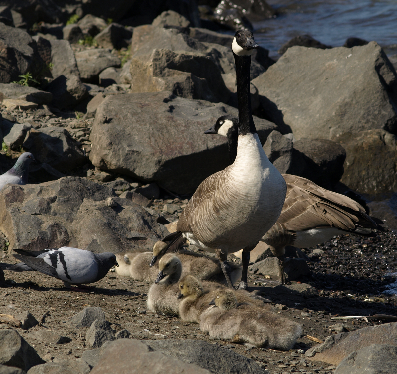 Canada Goose family with goslings