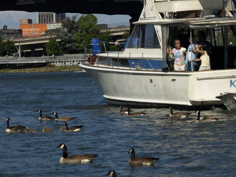 Canada Geese begging