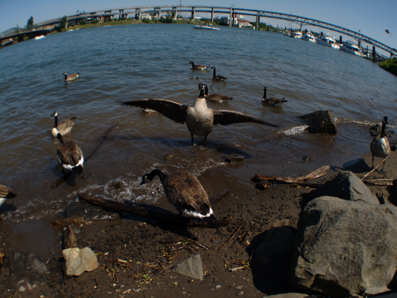 grassy bay at Waterfront Park
