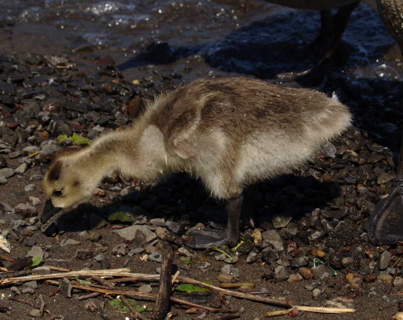 Carmen the Canada Goose gosling